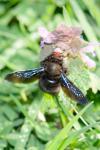 Xylocopa violacea