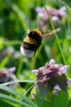 Bombus