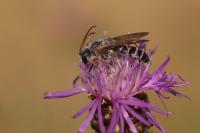 Halictus quadricinctus