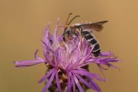 Halictus quadricinctus