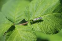 Rhogogaster chlorosoma