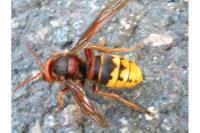 Vespa crabro