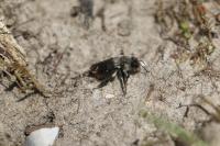 Andrena vaga
