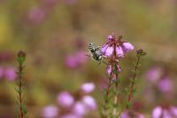 Megachile
