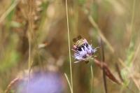 Anthophora bimaculata