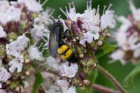 Scolia hirta