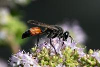 Sphex funerarius