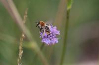 Dasypoda argentata