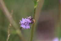 Dasypoda argentata