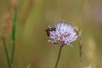 Sphecodes