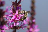 Anthidium septemspinosum