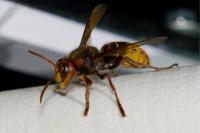 Vespa crabro