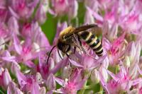 Colletes hederae