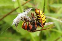 Vespa crabro