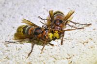 Vespa crabro
