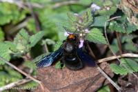 Xylocopa violacea