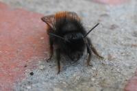 Osmia cornuta