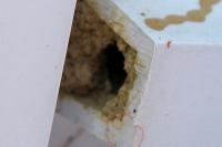 Osmia cornuta