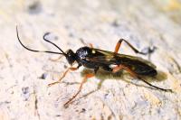 Diphyus quadripunctorius
