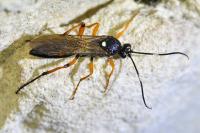 Diphyus quadripunctorius