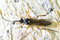 Diphyus quadripunctorius