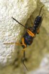 Diphyus quadripunctorius