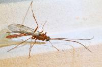 Ophion obscuratus