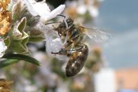 Apis mellifera