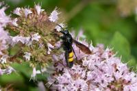 Scolia hirta