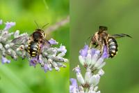 Anthidium septemspinosum