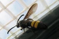 Scolia hirta