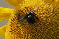 Xylocopa violacea