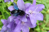 Xylocopa violacea