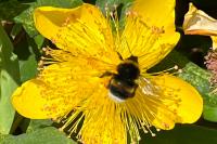 Bombus