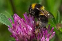 Bombus
