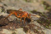 Lymantrichneumon disparis