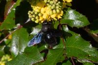 Xylocopa violacea