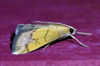 Evergestis limbata