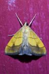 Evergestis limbata