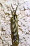 Spiris striata