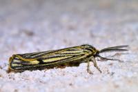 Spiris striata