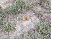 Melitaea phoebe