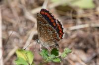 Aricia agestis