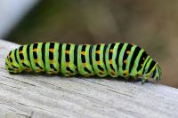 Papilio machaon