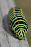 Papilio machaon