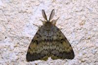 Lymantria dispar