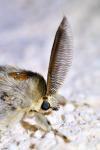 Lymantria dispar