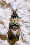 Cochylis atricapitana