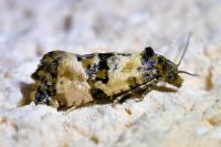 Cochylis atricapitana