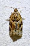 Argyrotaenia ljungiana
